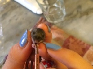 Tilly sucking kitten formula from a paintbrush my daughter holds.